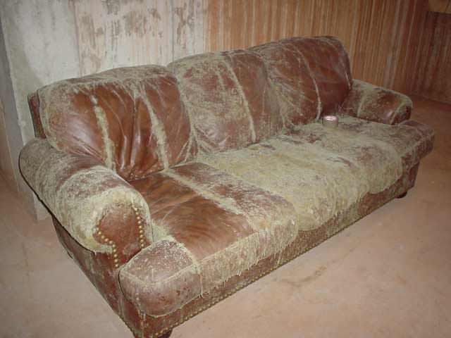 07lg-moldy-basement-furniture.jpg